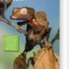 Bradt - Madagascar Wildlife