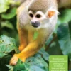 Bradt - Suriname
