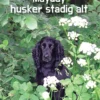 Cockerspanielen Mayday Husker Stadig Alt