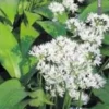 Danmarks Natur - Spis Vilde Planter