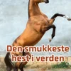 Den Smukkeste Hest I Verden
