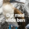 Dyr Med Vilde Ben