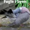 Fugle I Byen