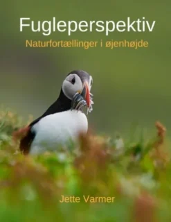 Fugleperspektiv