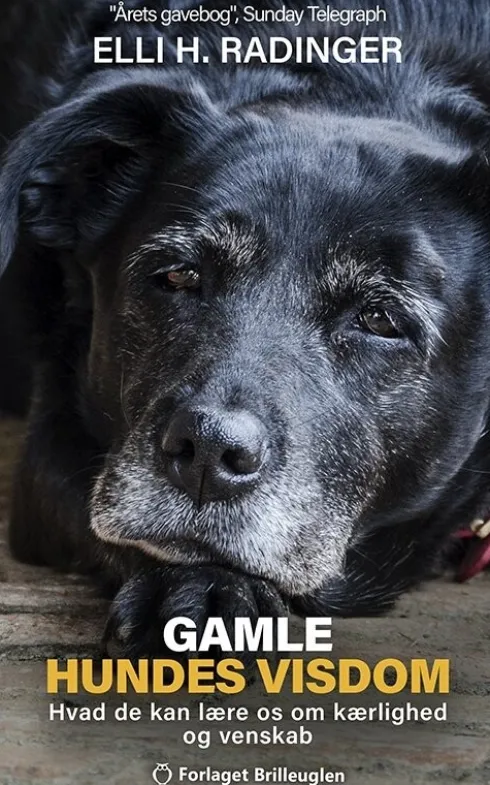 Gamle Hundes Visdom