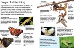 Insekter Og Edderkopper