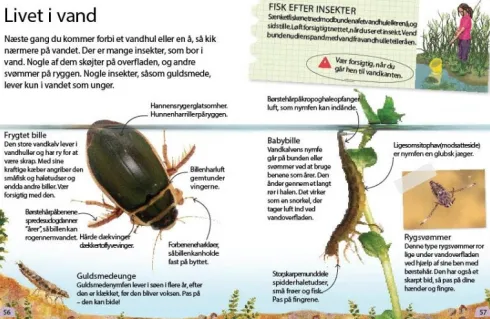 Insekter Og Edderkopper