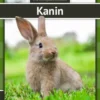 Kanin