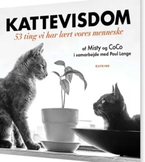 Kattevisdom