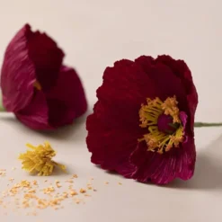 Mini DIY Kit Crepepapir - Valmuer - Stræk/Crepe 180% - 105 G