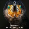 Mit Lolland-Falster