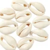 Muslingeskaller - L 20 MM - Natur - 12 Stk