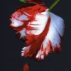 New Moon