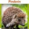 Pindsvin