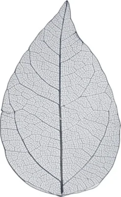 Skeletblade - L 6-8 CM - Blå - 20 Stk