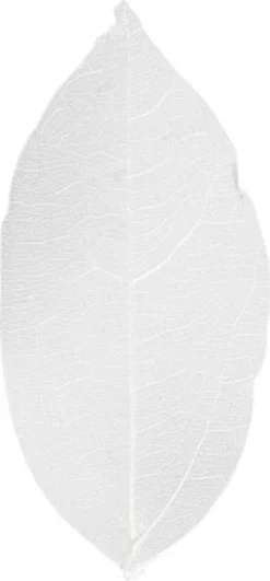Skeletblade - L 6-8 CM - Hvid - 20 Stk