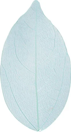 Skeletblade - L 6-8 CM - Lyseblå - 20 Stk