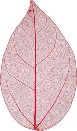Skeletblade - L 6-8 CM - Rød - 20 Stk