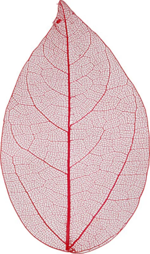 Skeletblade - L 6-8 CM - Rød - 20 Stk