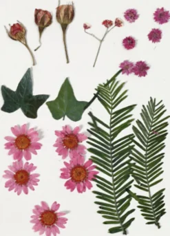 Tørrede Blomster Og Blade - Lyserød