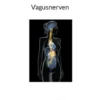 Vagusnerven