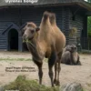 Zoologisk Have - Dyrenes Boliger